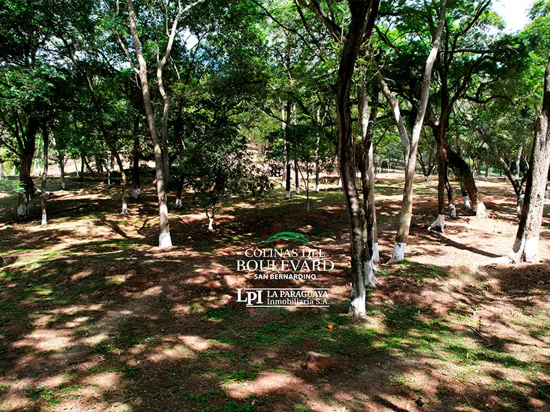 Colinas del Boulevard 07